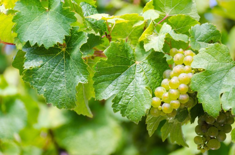 Foto Riesling Weinrebe Weinstock